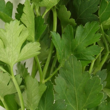 Parsley Essential Oil India 2